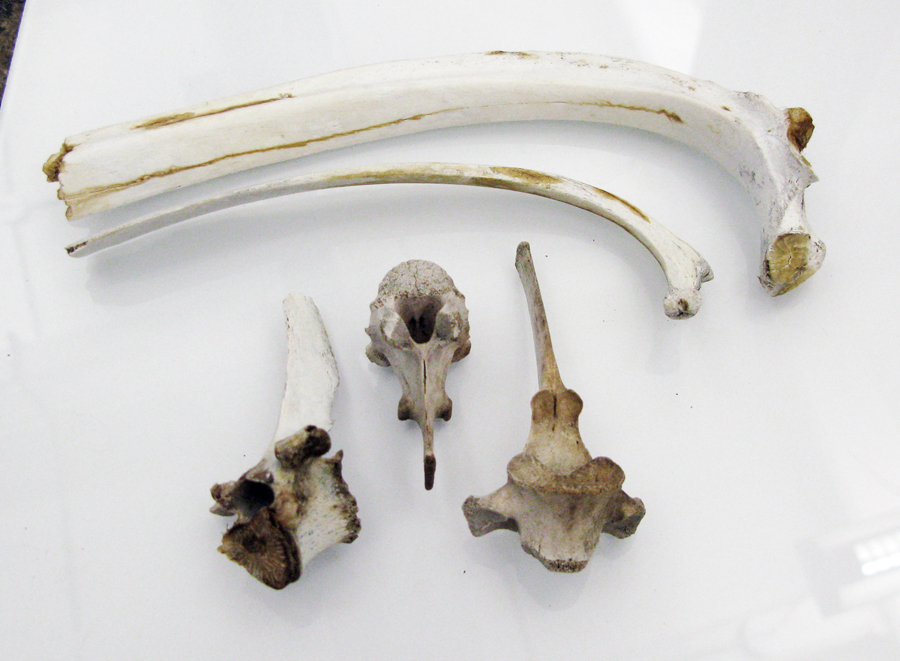 Assorted animal bones arrived in the studio today – preparing them for ...